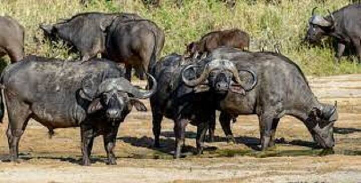 Ahmedabad : 11 buffalos robbery in Sarkhej by Three robbers Ahmedabad : સરખેજમાં પશુપાલકના ગળે છરો મૂકી 11 ભેંસોની લૂંટ, કતલખાને લઈ જવાના ઇરાદે લૂંટનો આક્ષેપ