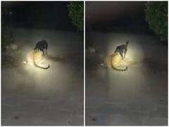 Watch: पेट भरने की तलाश में रिहायशी इलाके में घुसा तेंदुआ, कुत्ते से हुआ आमना-सामना और फिर...