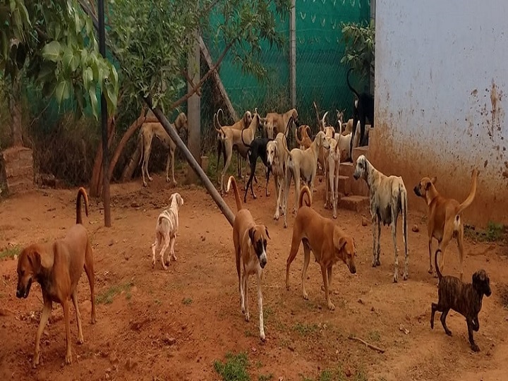 நாய் பண்ணை அமைத்து நாட்டு நாய் இனங்களை பாதுகாக்கும் ஐ.டி.பொறியாளர்