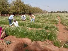 Jodhpur News: किसान परंपरागत खेती के साथ-साथ कैश क्रॉप को अपना कर हो रहे लाभांवित, जानें- कमाई