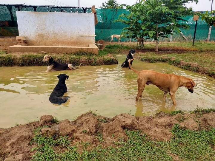 நாய் பண்ணை அமைத்து நாட்டு நாய் இனங்களை பாதுகாக்கும் ஐ.டி.பொறியாளர்