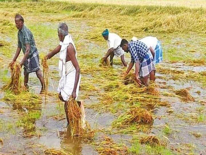 விவசாயிகளுக்கு இழப்பீடு வழங்காததைக் கண்டித்து 22-ந் தேதி அ.தி.மு.க. ஆர்ப்பாட்டம்..! ஓ.பி.எஸ்.- இ.பி.எஸ். அறிவிப்பு