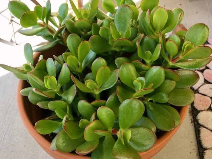 Vastu Tips For Plants Crassula Plant Will Help You To Full Your Locker |  Vastu Tips For Plants: अगर हाथ में नहीं टिकता पैसा तो घर में लगा लें ये  प्लांट, धन
