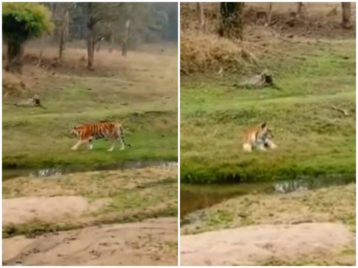 Watch: बाघिन की मौत के बाद वायरल हुए अंतिम पलों का वीडियो, 29 शावकों को दे चुकी है जन्म Video of the last moments went viral after the death of tigress collarwali Watch: बाघिन की मौत के बाद वायरल हुए अंतिम पलों का वीडियो, 29 शावकों को दे चुकी है जन्म