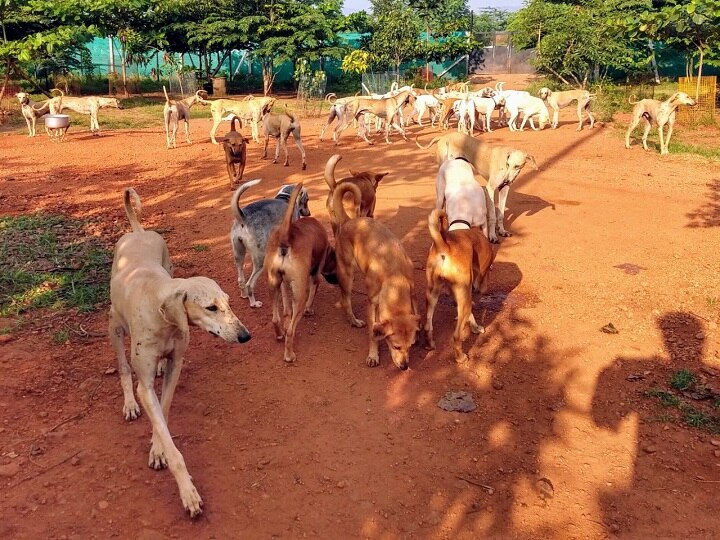 நாய் பண்ணை அமைத்து நாட்டு நாய் இனங்களை பாதுகாக்கும் ஐ.டி.பொறியாளர்