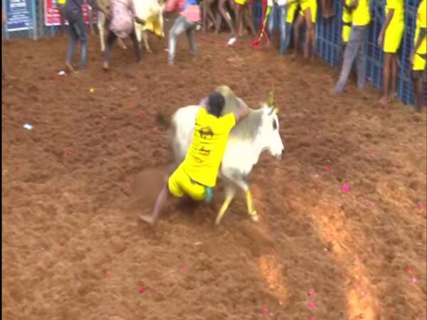 jallikattu viral video man climbs on bull back trending video will take your breathe Video: सांड को काबू में करने के लिए पीठ पर चढ़ गया शख्स, सांड ने ऐसा पटका कि देखकर अटक जाएगी सांस