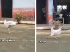 Watch: फिल्म Pushpa के 'श्रीवल्ली' गाने पर मुर्गे ने किया गजब डांस, देखकर आप भी हो जाएंगे दंग