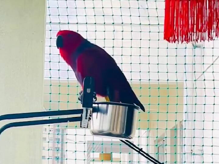 Meet Gucci, the parrot, who imitates iPhone ringtone like a pro. Viral video Watch Video | ஃபோனா? கிளியா? ஐபோன் ரிங்டோன்போல அச்சு அசலாக கத்தும் கிளி - வைரல் வீடியோ!