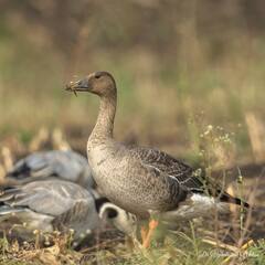 PHOTO : उजनी जलाशयात नारिंगी पायांचा कलहंस!