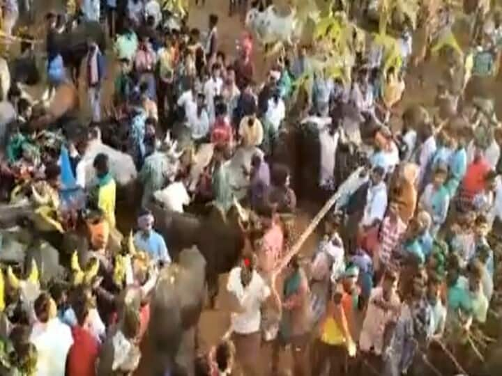 WATCH | Person Hits Bull With Wooden Stick During Jallikattu In Tamil Nadu, Arrested WATCH | Man Hits Bull With Wooden Stick During Jallikattu In Tamil Nadu, Arrested