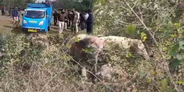 Bankura : One person died and two injured after elephants attacked them at Chatna area Bankura : ছাতনায় হাতির হামলায় মৃত ১, আহত ২