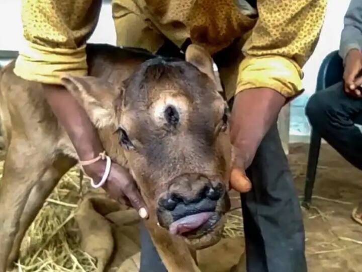 Chhattisgarh News calf born with three eyes and four nose holes died Chhattisgarh: तीन आंखों के साथ जन्मी बछिया की मौत, किसान परिवार ने कहा- 'कुछ दिनों के लिए घर आए थे भगवान'