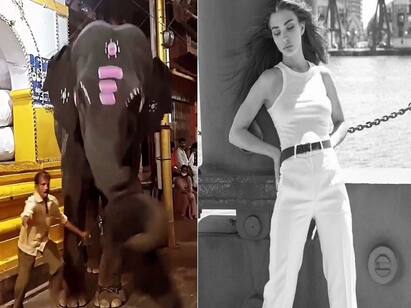 actress amy jackson shared video of elephant thrashes man- Watch Video Watch Video: இப்படி பண்ணா அது கோபப்படத்தான் செய்யும்.. யானைக்காக கொந்தளித்த எமி ஜாக்சன்..