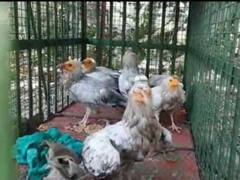 Khandwa News: गिद्धों की तस्करी करने वाले आरोपी को खंडवा स्टेशन पर जीआरपी और वन विभाग की टीम ने पकड़ा, विलुप्त प्रजाति के हैं सभी गिद्ध