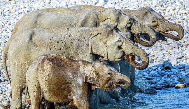 How many elephants are there in this picture? Counting people were confused ਦੱਸੋ ਇਸ ਤਸਵੀਰ 'ਚ ਕਿੰਨੇ ਹਾਥੀ? ਗਿਣਦੇ-ਗਿਣਦੇ ਲੋਕ ਹੋਏ ਕਨਫਿਊਜ਼