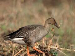 PHOTO : उजनी जलाशयात नारिंगी पायांचा कलहंस!