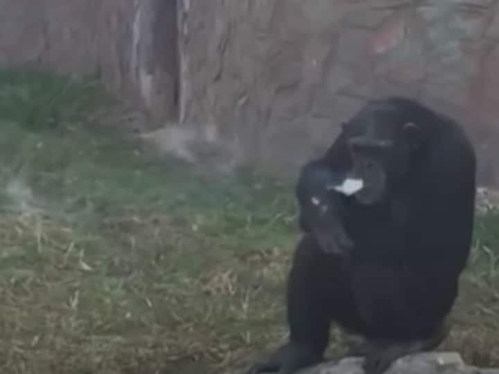 Chimpanzee of north korea Pyongyang Zoo is getting more popular. she smokes 40 cigarettes daily Watch : चेन स्मोकर है यह मादा चिंपैंजी, एक दिन में पीती है 40 सिगरेट, डांस भी गजब का