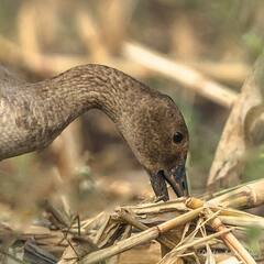 PHOTO : उजनी जलाशयात नारिंगी पायांचा कलहंस!