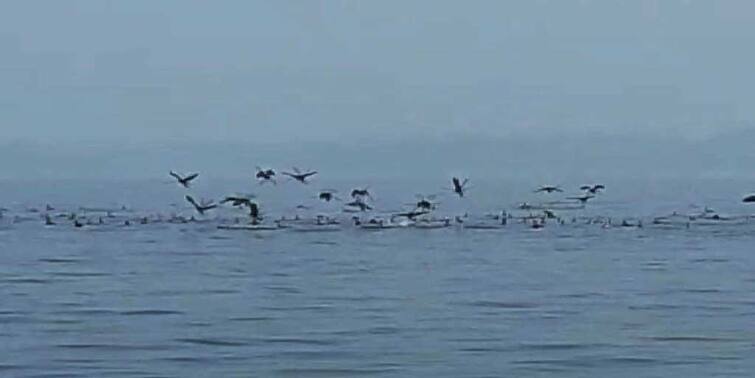 Bankura Mukutmonipur migratory birds and other birds counting starts forest department Bankura News: পরিযায়ী এসেছে কত? বাঁকুড়ার মুকুটমণিপুর জলাধার এলাকায় চলছে পাখি গণনা
