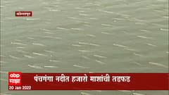 Kolhapur : कोल्हापूरच्या पंचगंगा नदीची प्रदुषण पातळी वाढली, प्राणवायुसाठी माशांची तडफड : ABP Majha