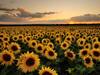 Sunflowers Have Invisible Colours That Help Them Fight Stress. Study Says Why This Is Important In Warming Climate