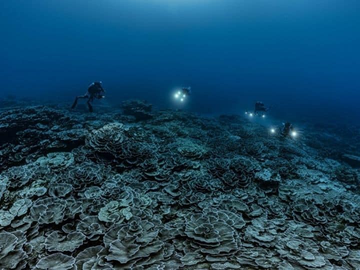 Rare, Pristine Coral Reef, Unaffected By Warming Seas, Discovered Off Tahiti Coast