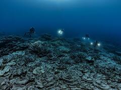 Rare, Pristine Coral Reef, Unaffected By Warming Seas, Discovered Off Tahiti Coast