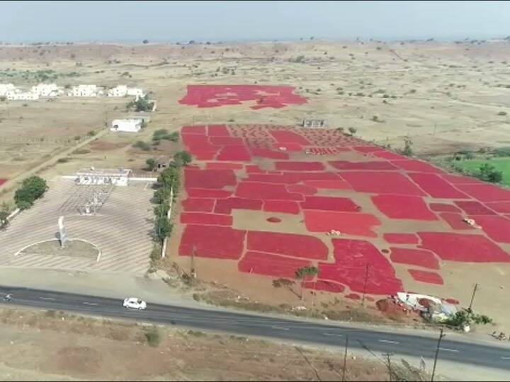 Maharashtra Agriculture news Record purchase of 1.5 lakh quintals of chilies in Nandurbar market committee नंदुरबार बाजार समितीत विक्रमी दीड लाख क्विंटल मिरची खरेदी, अडीच महिन्यात 35 कोटींची उलाढाल