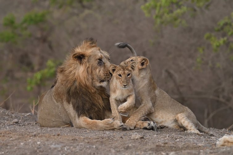 Lions will also be vaccinated against corona  હવે સિંહને પણ કોરોનાની વેક્સિન અપાશે. સરકાર પાસે માંગવામાં આવી મંજૂરી