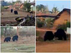 Trending News: खाने की तलाश में गांव में घुसे जंगली भालू, फिर कुत्तों ने जो किया...