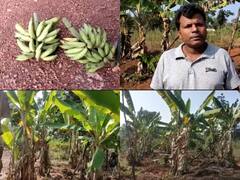 Chhattisgarh News: नक्सल प्रभावित क्षेत्र में विशेष प्रजाति का केला उगा रहा ये किसान, मुनाफा सुनकर उड़ जाएंगे होश