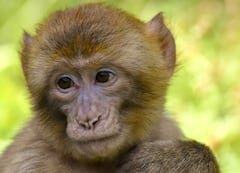 Tamil Nadu: Monkey Found With Intestinal Injury At IIT-M, Successfully Operated