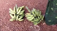 Chhattisgarh News: नक्सल प्रभावित क्षेत्र में विशेष प्रजाति का केला उगा रहा ये किसान, मुनाफा सुनकर उड़ जाएंगे होश