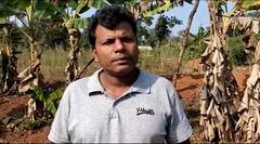 Chhattisgarh News: नक्सल प्रभावित क्षेत्र में विशेष प्रजाति का केला उगा रहा ये किसान, मुनाफा सुनकर उड़ जाएंगे होश