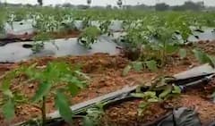 Innovative Apple farming: వాణిజ్య పంటలతో ముందుకెళ్తున్న ఆదర్శ రైతు..