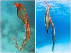 Watch: समुद्र की गहराई में दिखा अनोखा जीव, वायरल हो रहा रंगीन कलर के ब्लैंकेट ऑक्टोपस का वीडियो