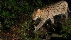 Howrah: হাওড়ার বাগনানে তিনটি বাঘরোলকে পিটিয়ে হত্যা, অধরা অভিযুক্তরা। Bangla News