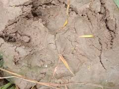 Bharatpur News: भरतपुर के ग्रामीण क्षेत्रों में जरख के डर से सहमें हैं लोग, मदद नहीं कर पा रहा वन विभाग