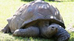 Bangla News: বিলুপ্তপ্রায় বাটাগুড় বাসকা প্রজাতির কচ্ছপের গতিবিধি জানতে শরীরে বসল GPS ট্রান্সমিটার