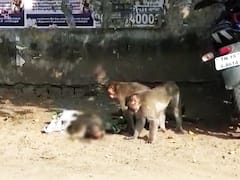 Watch video: மாமல்லபுரத்தில் கார் மோதி இறந்த குரங்கு.. சோகத்துடன் பாசப்போராட்டம் நடத்திய சக குரங்குகள்!
