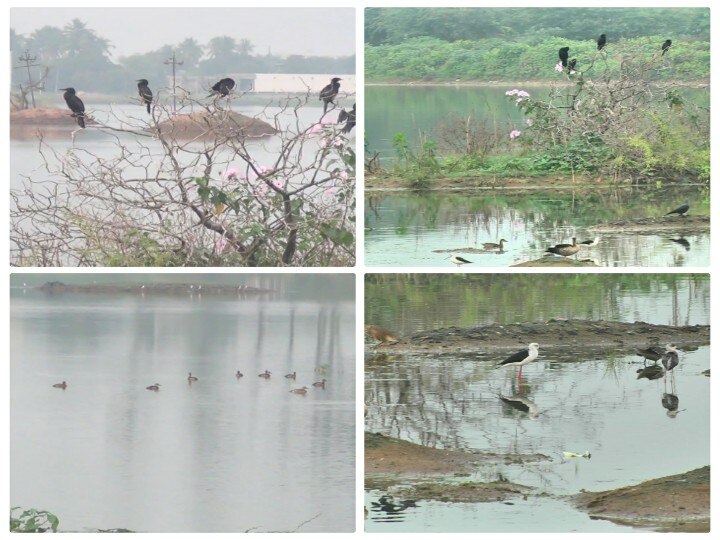 நெல்லையில் பறவைகள் கணக்கெடுக்கும் பணிகள் தொடக்கம் - தாமிரபரணி படுகையில் 2 நாட்கள் நடைபெறுகிறது