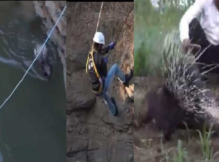 The thrill of rescuing Salinder from a 50-foot-deep well; Animal friends saved lives by rappelling 50 फुट खोल विहिरीत पडलेल्या साळींदरला वाचवण्याचा थरार; प्राणीमित्रांनी रॅपलिंग करून दिले जीवदान