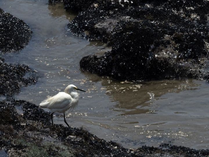 A heron is pictured on rocks covered with mussels and oil on a beach in the Peruvian province of Callao | Photo: AFP