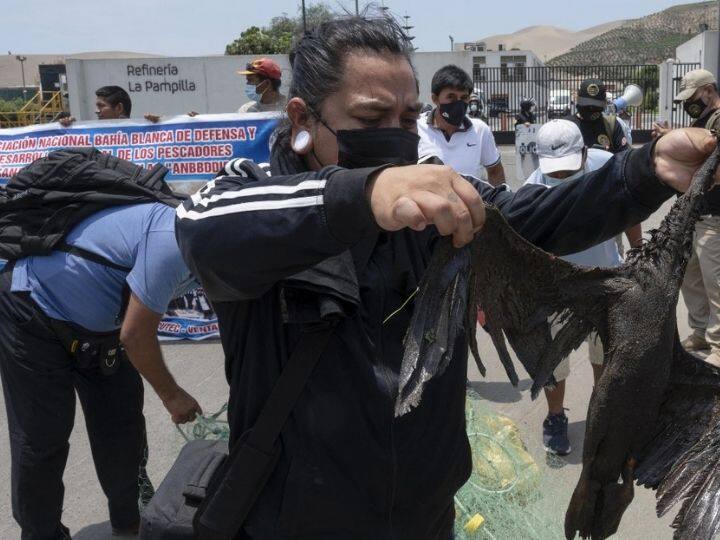 An artisanal fishermen from a community affected by the oil spill on the beaches of the Peruvian province of Callao holds a death oiled bird during a protest on January 19, 2022 in front of the La Pampilla Oil Refinery | Photo: AFP