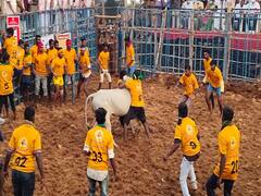 கோவையில் ஜல்லிக்கட்டு போட்டிகள் ; சீறிப்பாயும் காளைகளை அடக்கும் மாடுபிடி வீரர்கள்..