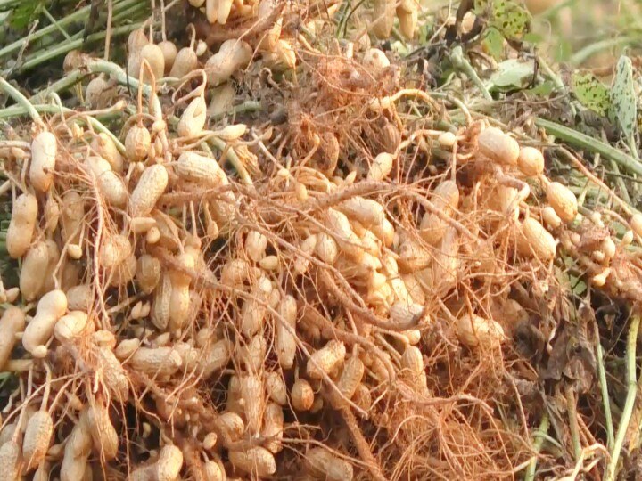 ராமநாதபுரம் மாவட்டத்தில் நிலக்கடலை விளைச்சல் அமோகம் - அறுவடையில் விவசாயிகள் மும்முரம்