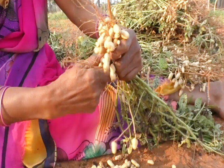 ராமநாதபுரம் மாவட்டத்தில் நிலக்கடலை விளைச்சல் அமோகம் - அறுவடையில் விவசாயிகள் மும்முரம்