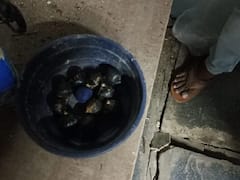 Kurnool జిల్లాలో నాటు బాంబుల కలకలం.. పత్తికొండలో 26 నాటు బాంబులు స్వాధీనం చేసుకున్న పోలీసులు