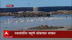 Sindhudurg :सिंधुदुर्ग जिल्ह्यात परदेशी पाहुण्यांचं आगमन, समुद्र किनाऱ्यांवर सिगलचा मुक्त विहार