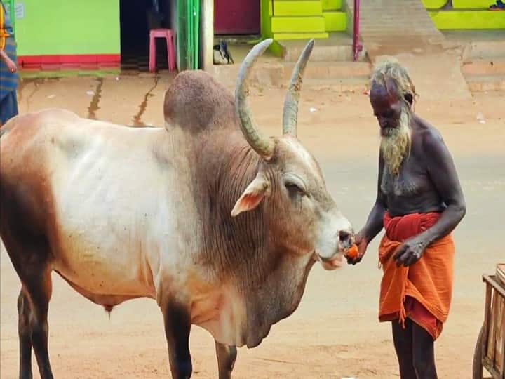 The old man who feeds the creatures and increases his love sivagangai | தண்ணீர் வண்டி இழுத்து ஜீவ ராசிகளுக்கு உணவளிக்கும் ஜீவ நதி... யார் இந்த காளிமுத்து?